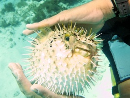 Puffed Balloonfish IMG 3263